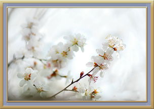 桃花渡是什么戏曲剧种