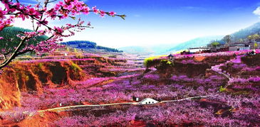 桃花山歌曲是什么戏曲里的唱腔
