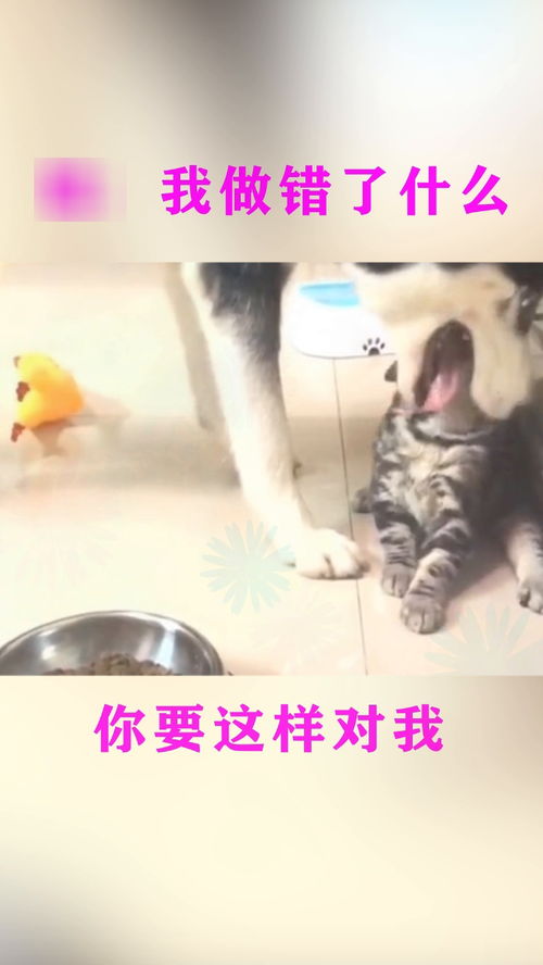 狗哥这期唱了什么戏曲歌
